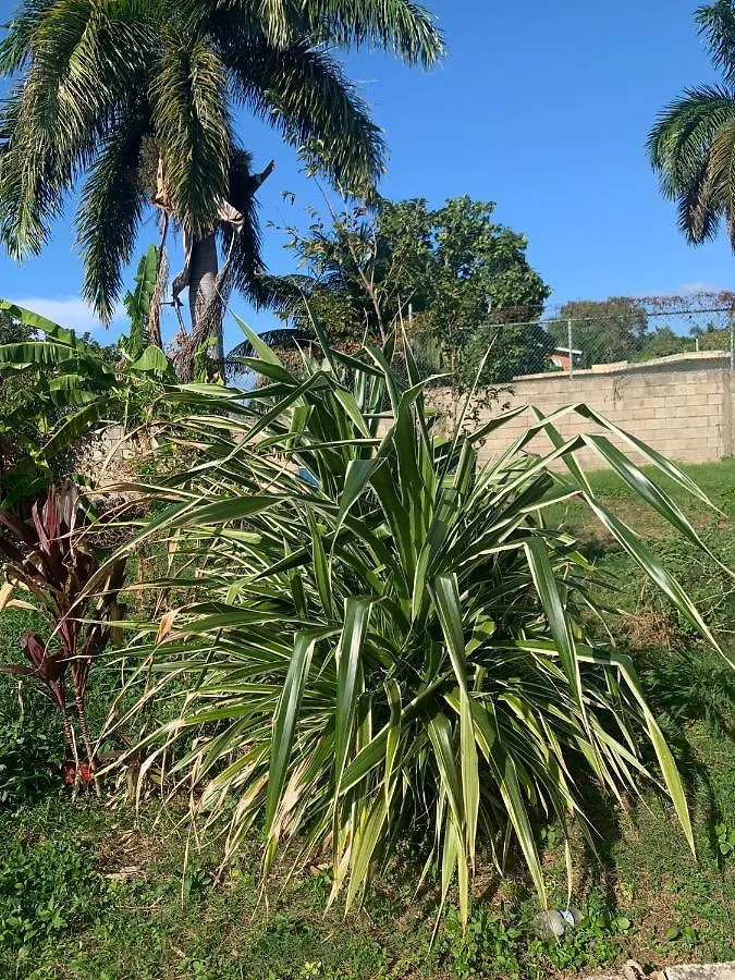 Mango Walk Guesthouse Montego Bay Jamaica